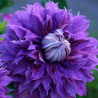 Picture of Clematis Flower