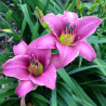 Picture of this variety daylily flower