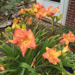 Established clump picture of this variety daylily flower