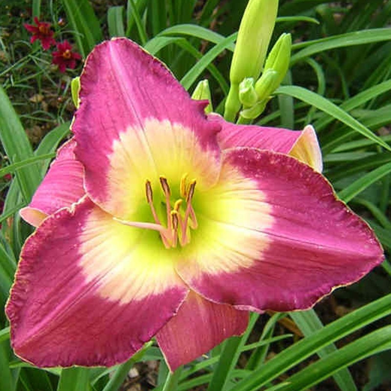 Picture of this variety daylily flower