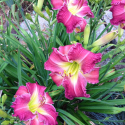 Established clump picture of this variety daylily flower