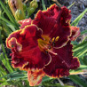 Picture of this variety daylily flower