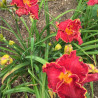 Established clump picture of this variety daylily flower