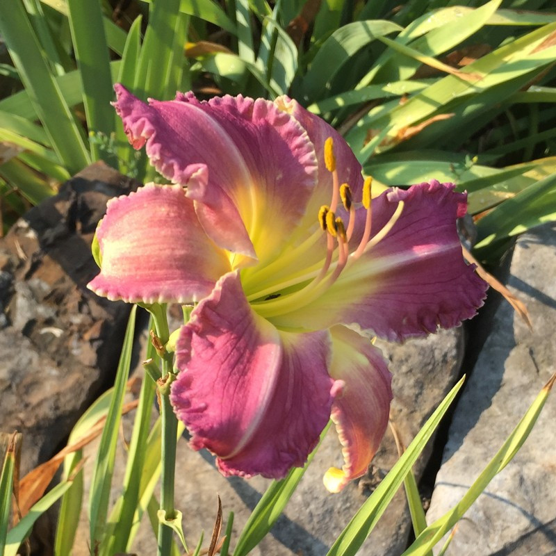 Picture of this variety daylily flower Picture of this variety daylily flower
