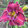 Picture of this variety daylily flower