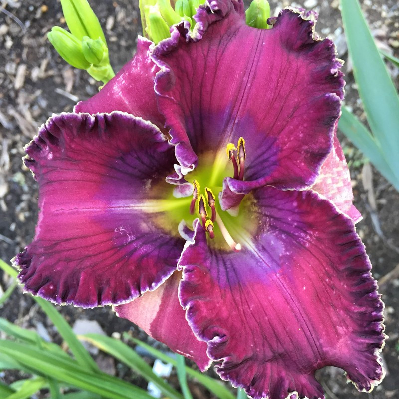 Picture of this variety daylily flower