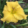 Picture of this variety daylily flower