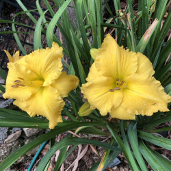 Picture of this variety daylily flower