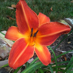 Picture of this variety daylily flower