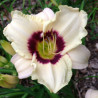 Picture of this variety daylily flower