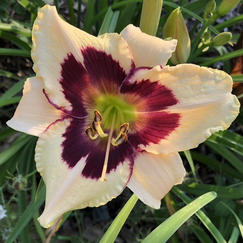 Picture of this variety daylily flower