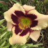 Picture of this variety daylily flower