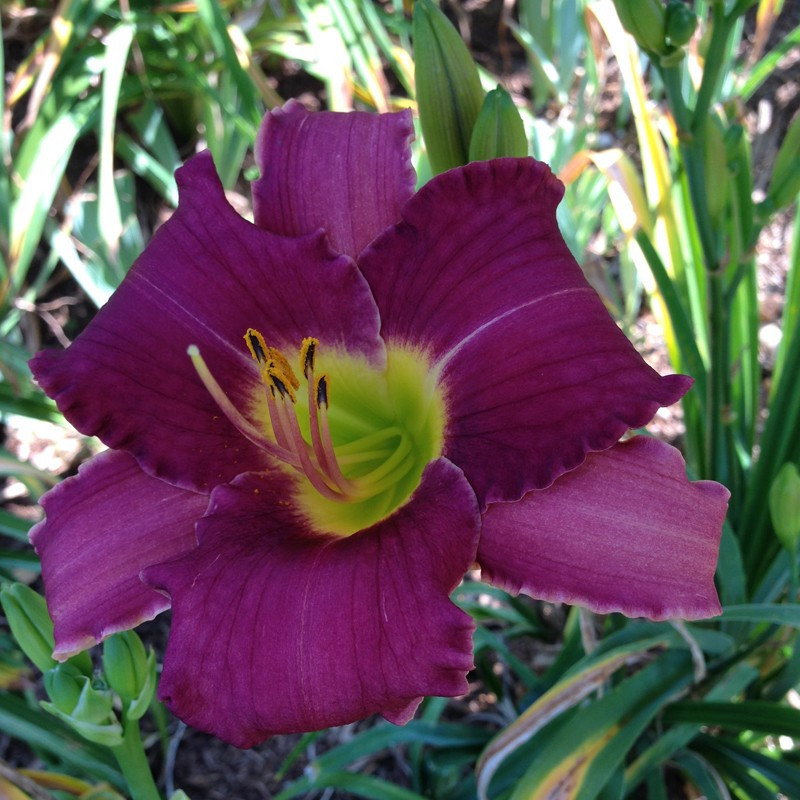 Picture of this variety daylily flower