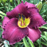 Picture of this variety daylily flower