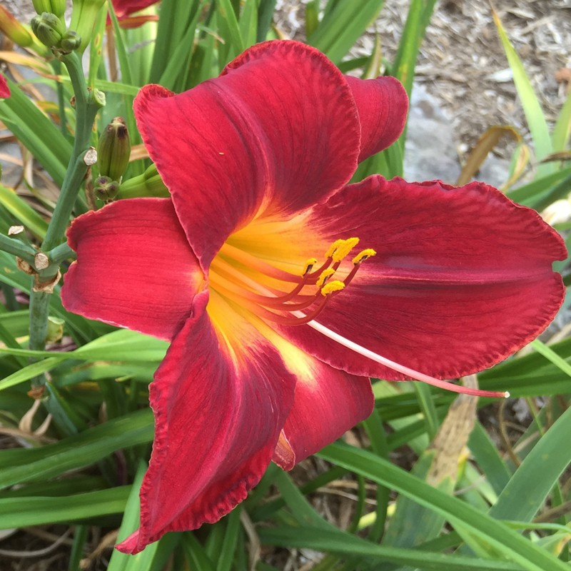 Picture of this variety daylily flower