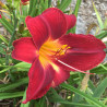 Picture of this variety daylily flower