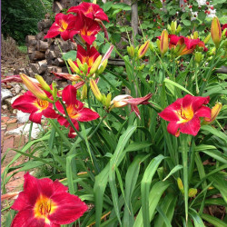 Established clump picture of this variety daylily flower