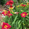 Established clump picture of this variety daylily flower