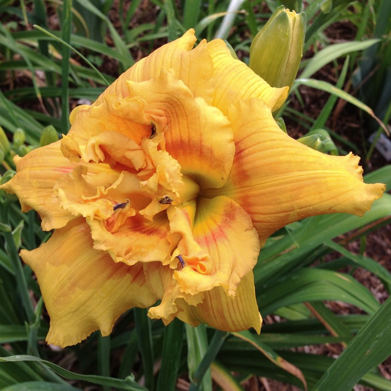 Picture of this variety daylily flower Picture of this variety daylily flower