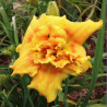 Picture of this variety daylily flower