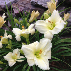 Established clump picture of this variety daylily flower