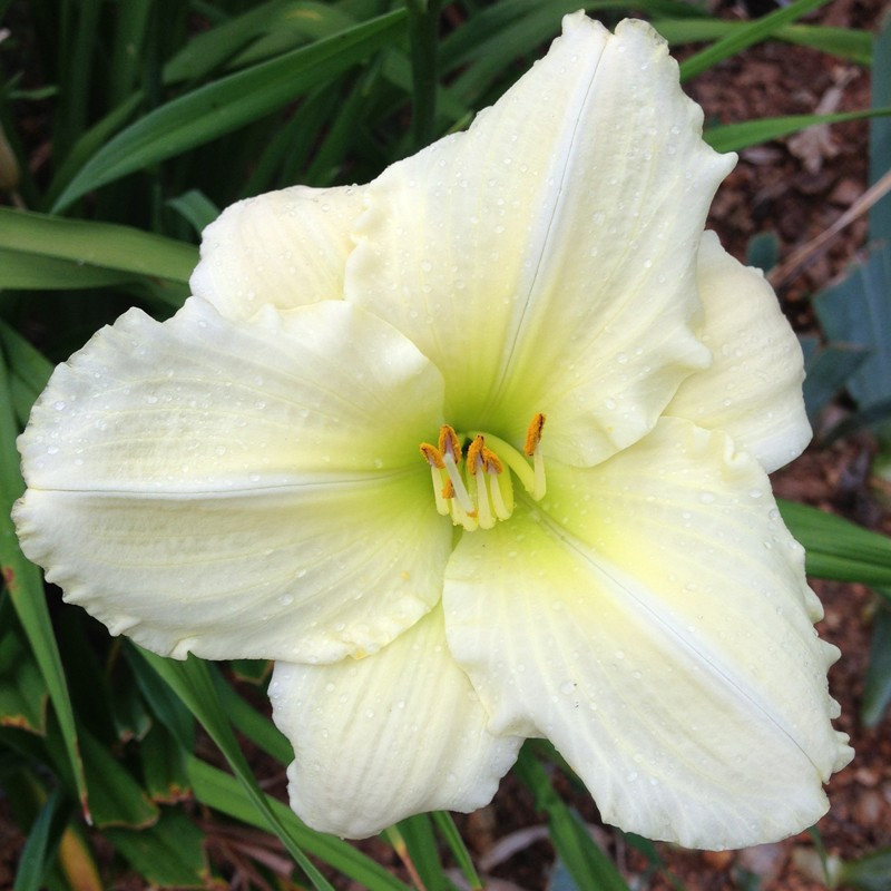 Picture of this variety daylily flower