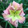 picture of this variety daylily flower