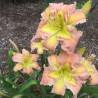 Established clump picture of this variety daylily flower