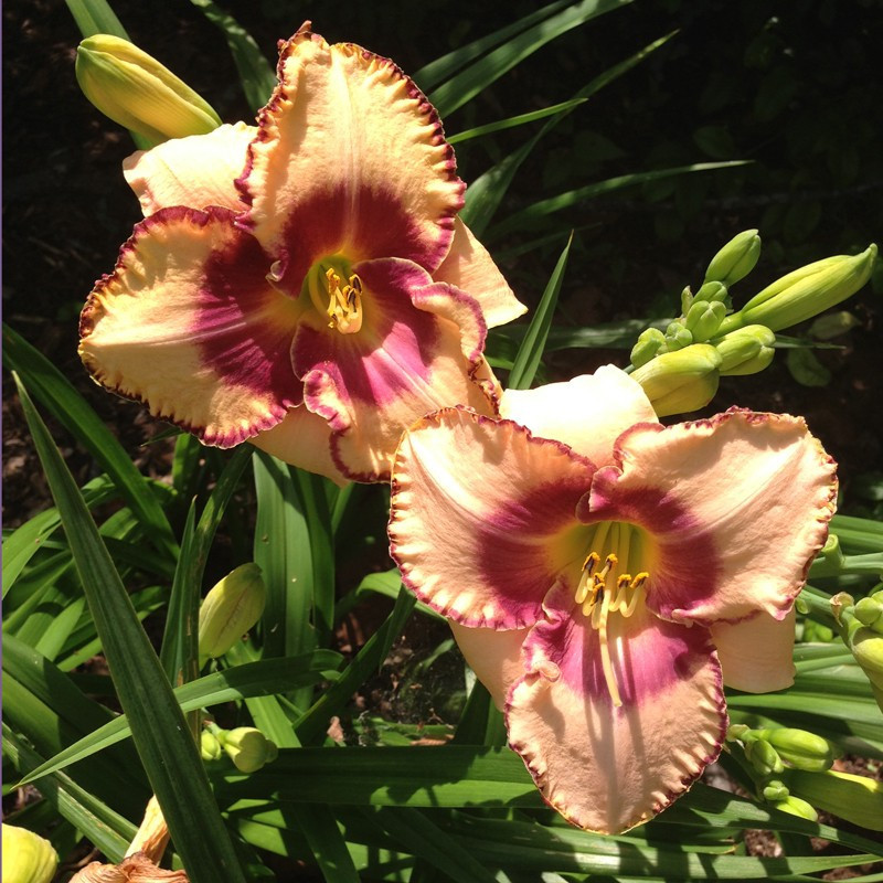 Picture of this variety daylily flower