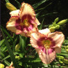Picture of this variety daylily flower