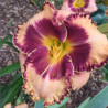 Picture of this variety daylily flower