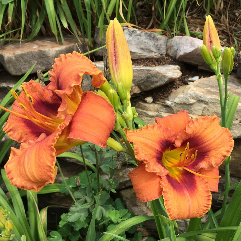 Picture of this variety daylily flower