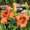 Picture of this variety daylily flower