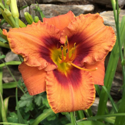 Picture of this variety daylily flower