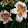 Picture of this variety daylily flower