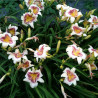 Established clump picture of this variety daylily flower