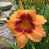 Picture of this variety daylily flower