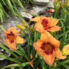 Picture of this variety daylily flower