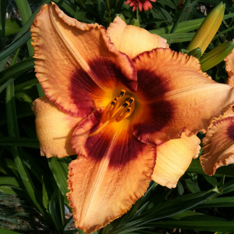 Picture of this variety daylily flower