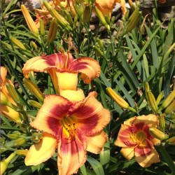 Picture of this variety daylily flower