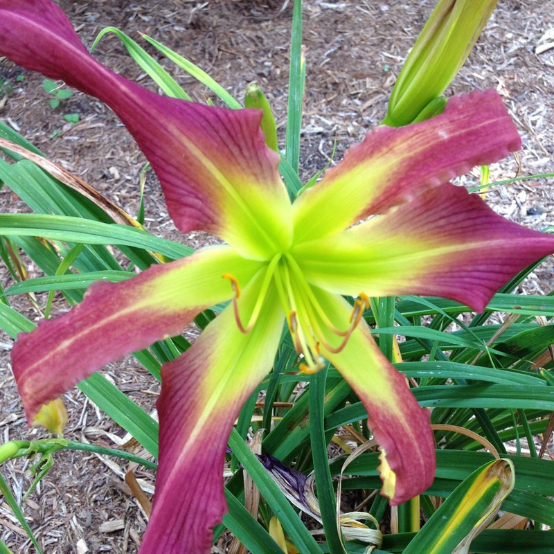 Picture of this variety daylily flower