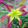 Picture of this variety daylily flower