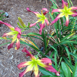 Established clump picture of this variety daylily flower