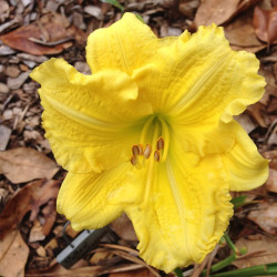 Picture of this variety daylily flower