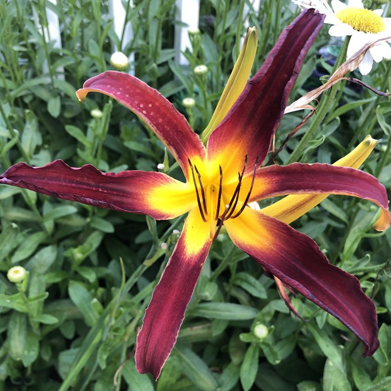 Picture of this variety daylily flower