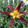 Picture of this variety daylily flower