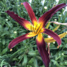 Picture of this variety daylily flower