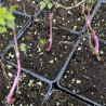 Picture of Clematis leafing out in March
