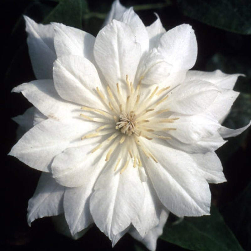 Picture of Clematis Flower