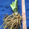 Close-up picture of Hosta sample plant
